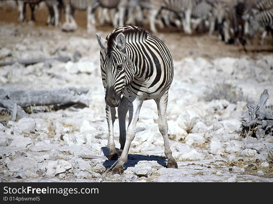 A lonely zebra eating grass in the etosha park in namibia