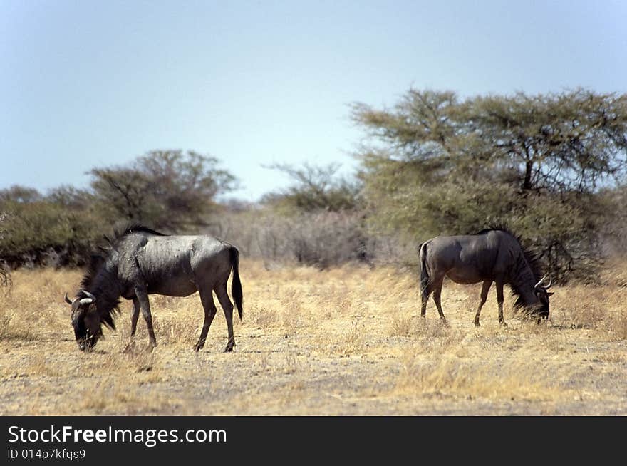 A group of gnu eating grass in the etosha park in namibia. A group of gnu eating grass in the etosha park in namibia