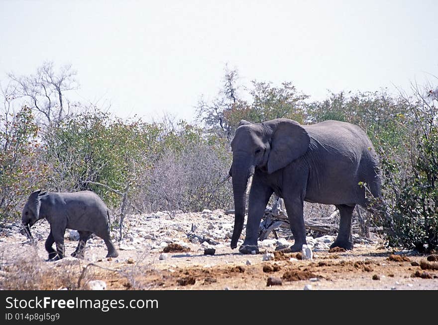 An elephants in the bush of the etosha park in namibia