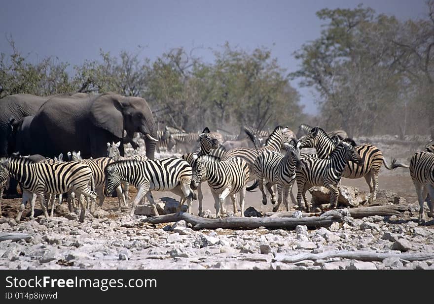 Zebras and elephants drinking together in the desert land of etosha park in namibia