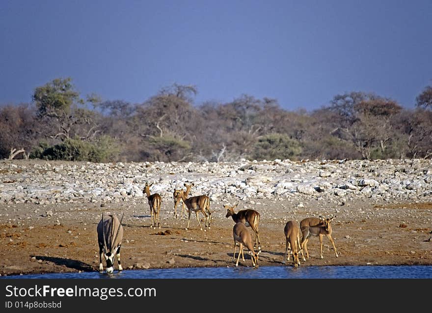 A group of animals drinking water in the wells of the etosha park in namibia