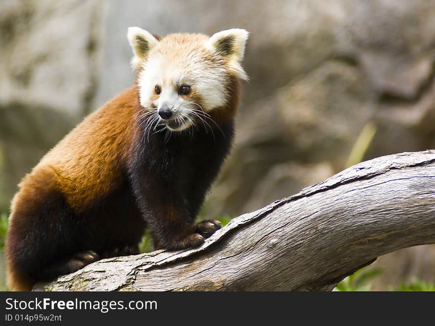 Red Panda