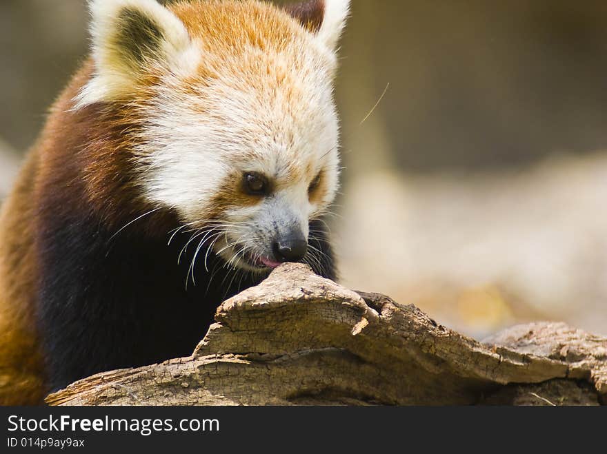 Red Panda