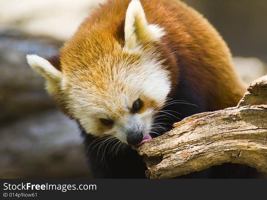 Red Panda