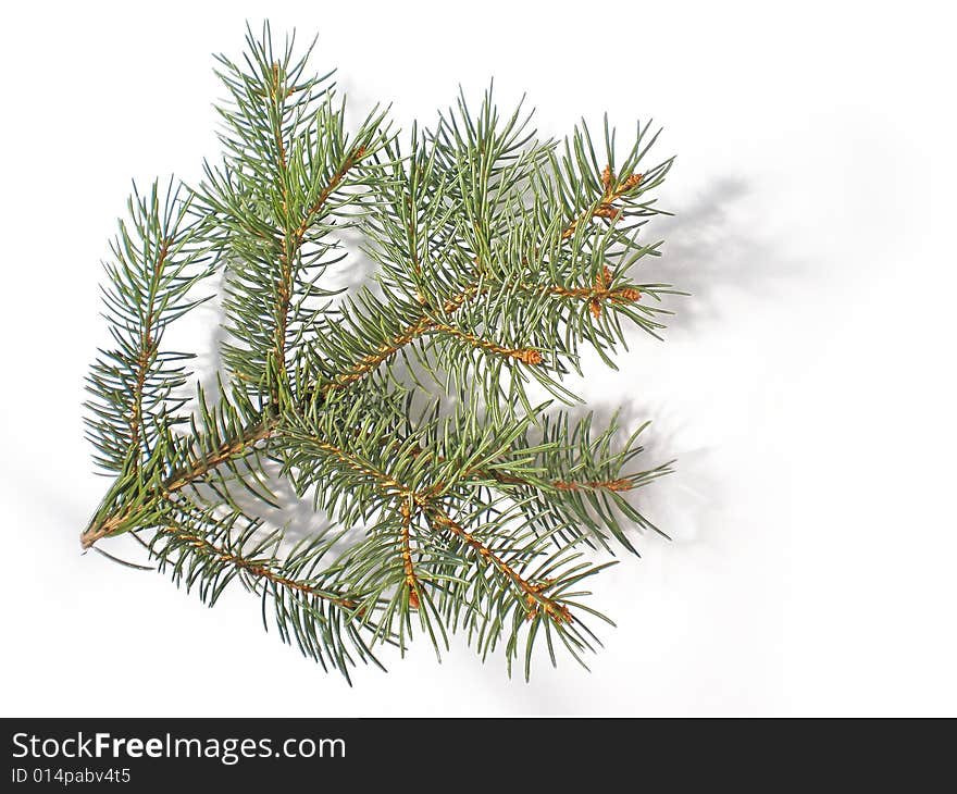 Pine branch