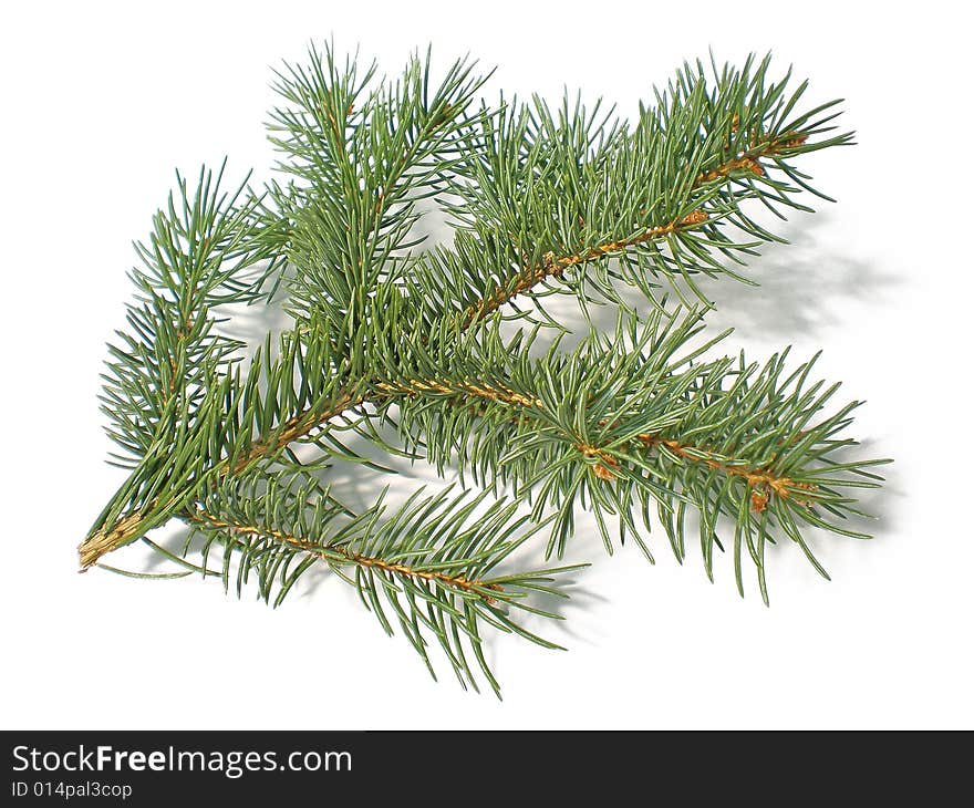 Pine branch