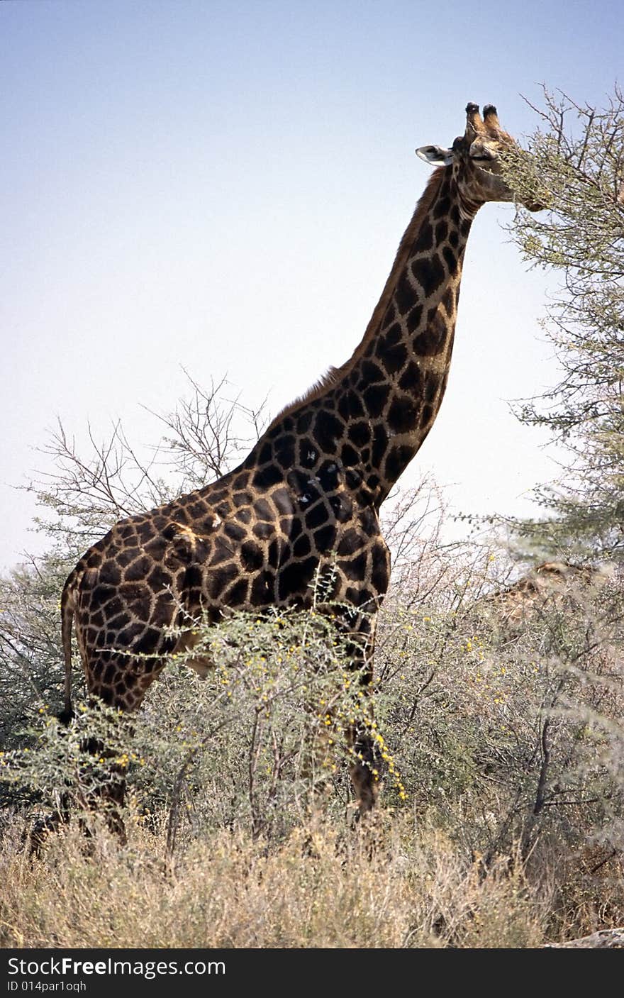 A giraffe eating leaves in the etosha park in namibia