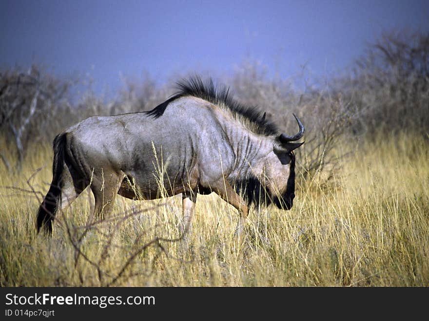 A gnu walking in the etosha park in namibia. A gnu walking in the etosha park in namibia