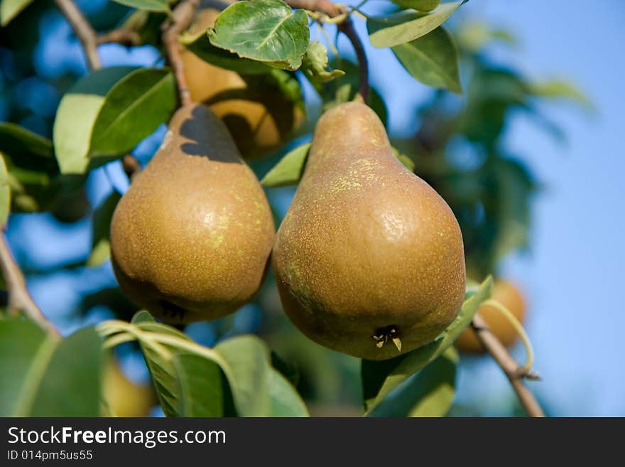 Juicy pears