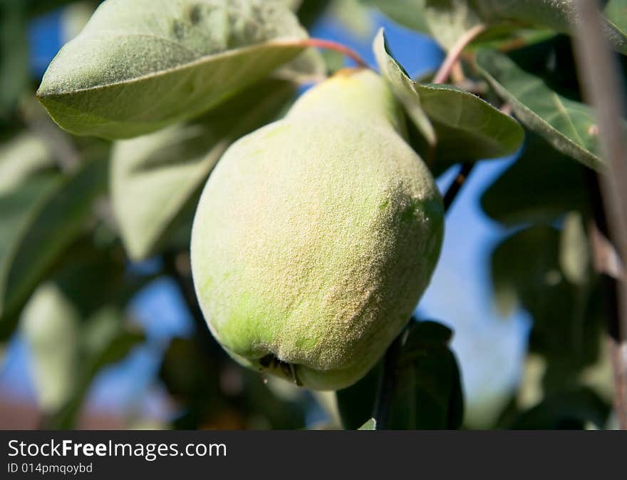 Unripe green quince