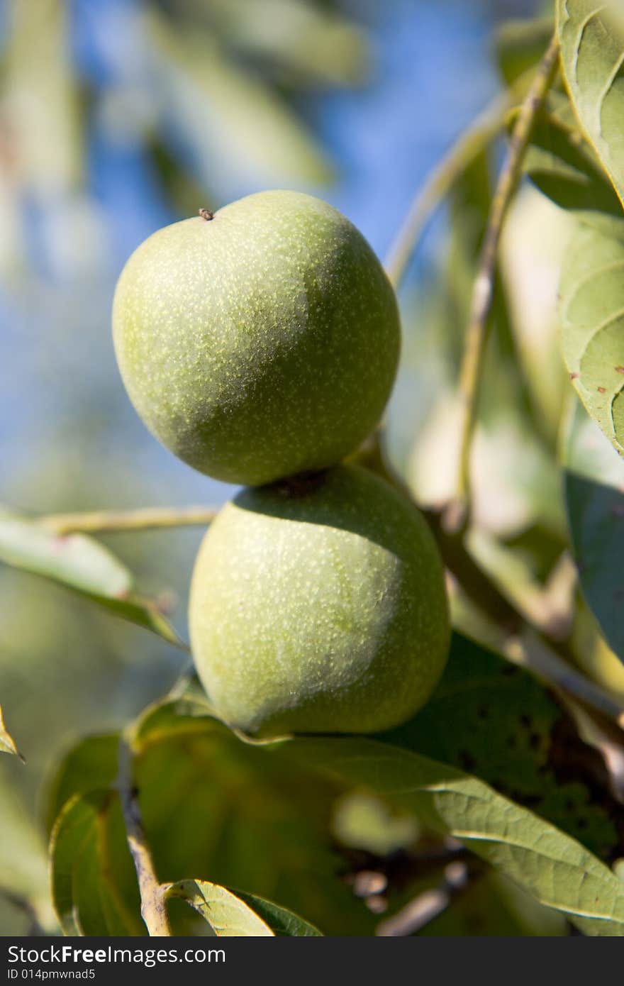 Green walnut closeup