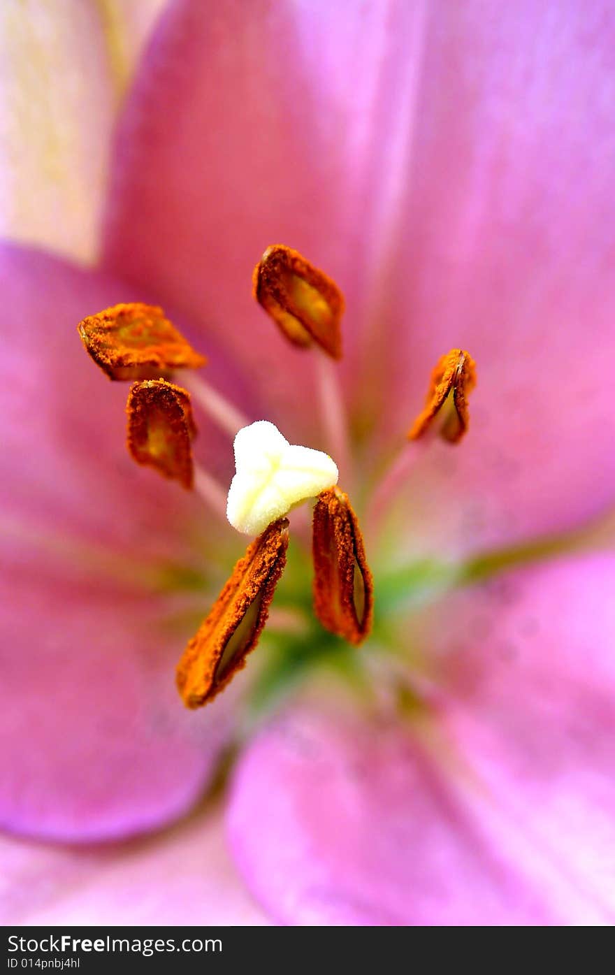 This is the buds of the Lily Flower.