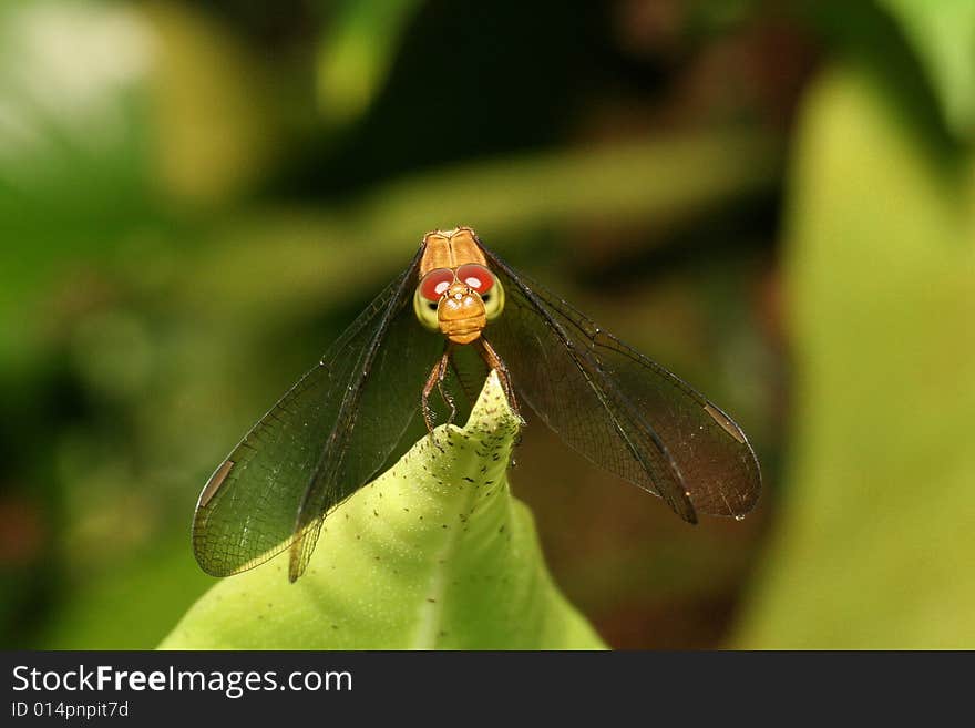 Dragon that fly.... dragonfly on the leaf