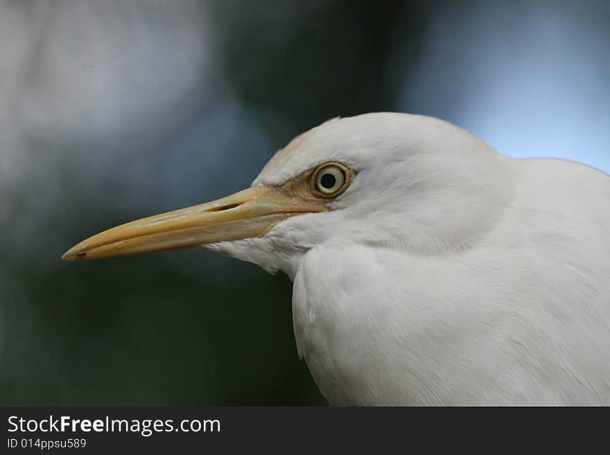 Cute white bird