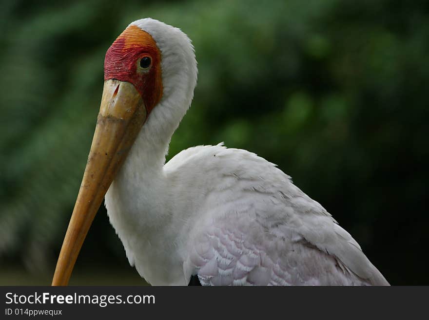 Cute white bird