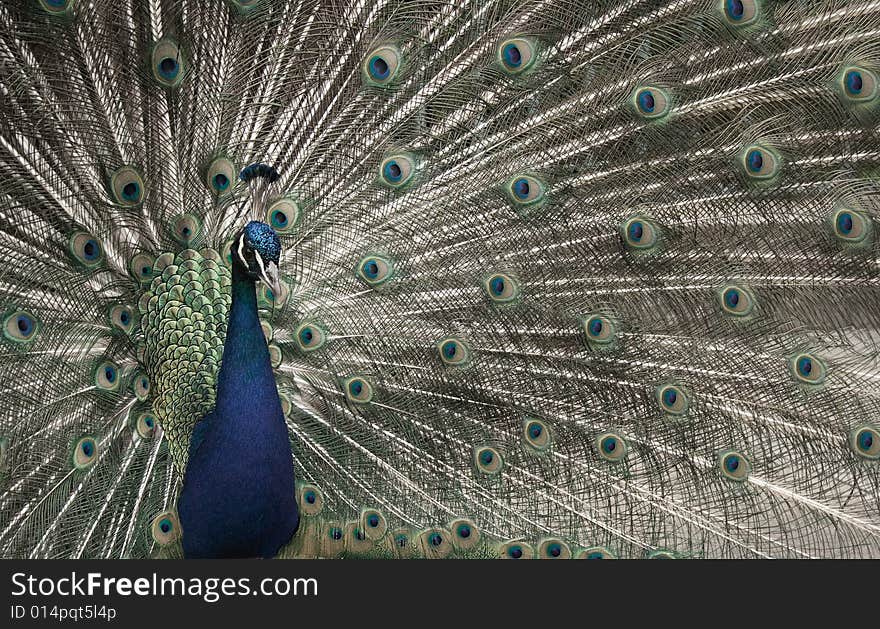 Peacock with colourful feathers on tail