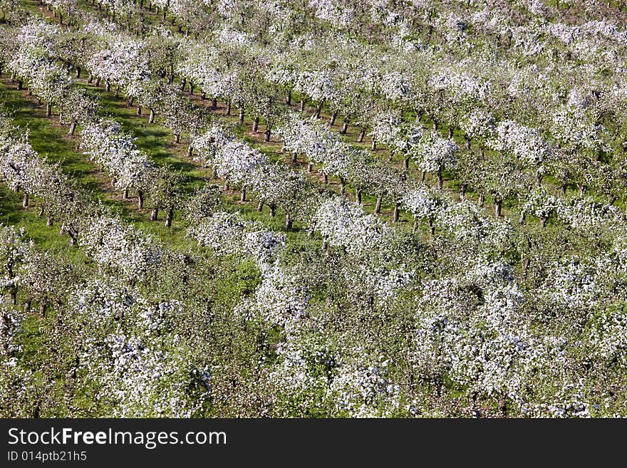 Photograph of orchards in spring
