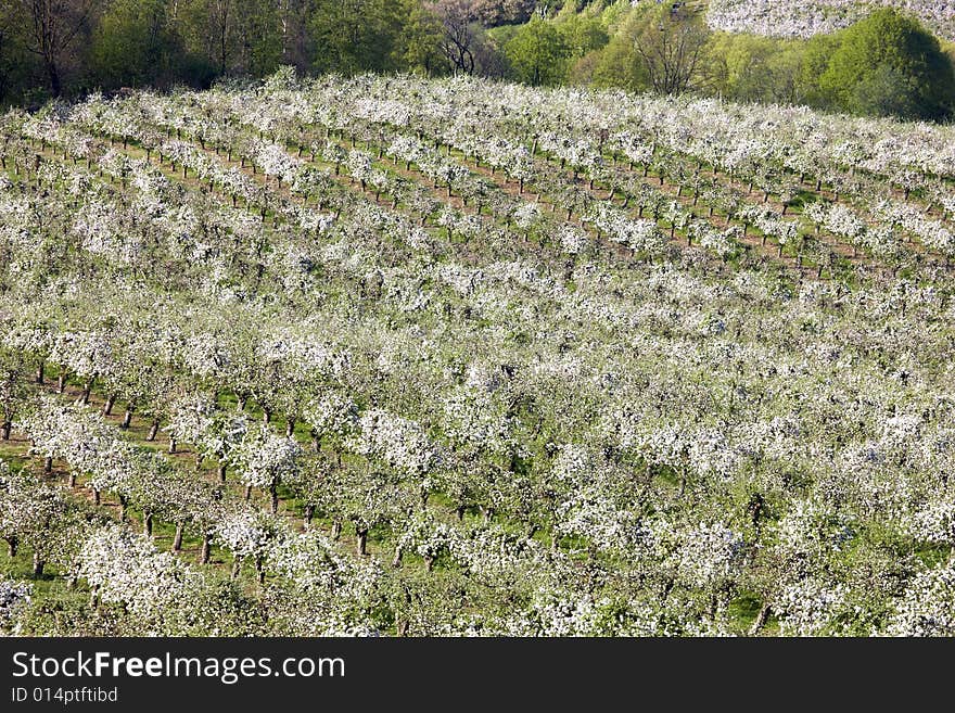 Photograph of orchards in spring