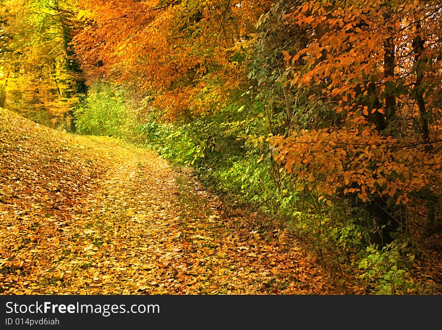 Golden Path In The Park