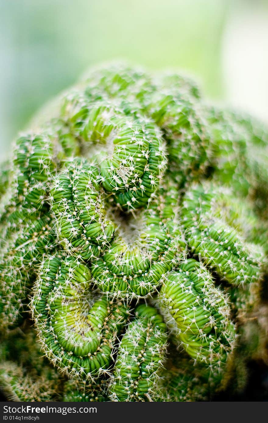 Brain cactus with spines sticking out