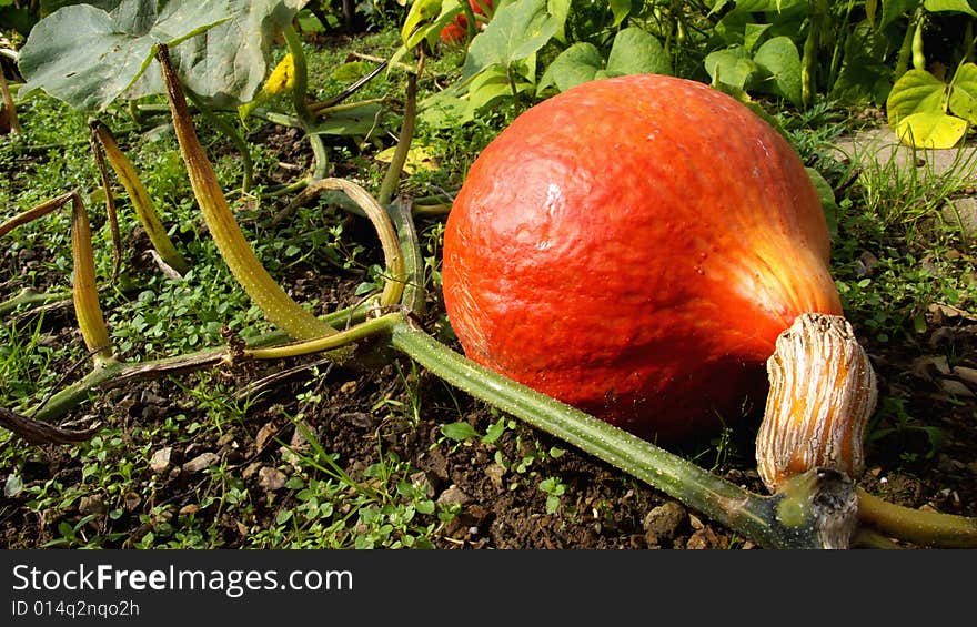 Hokkaido Pumpkin lying in a garden