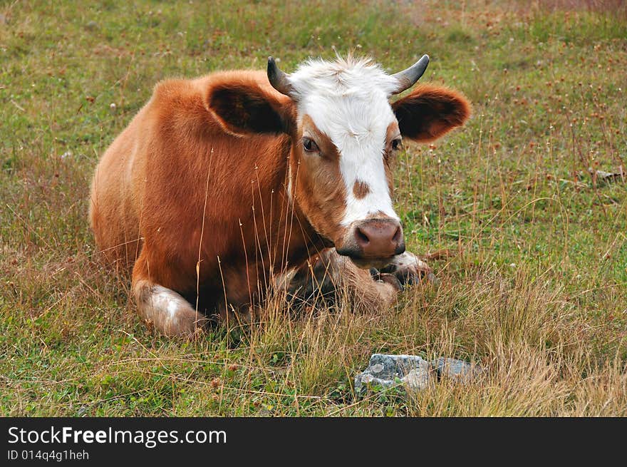 Brown cow lying on grass. Brown cow lying on grass