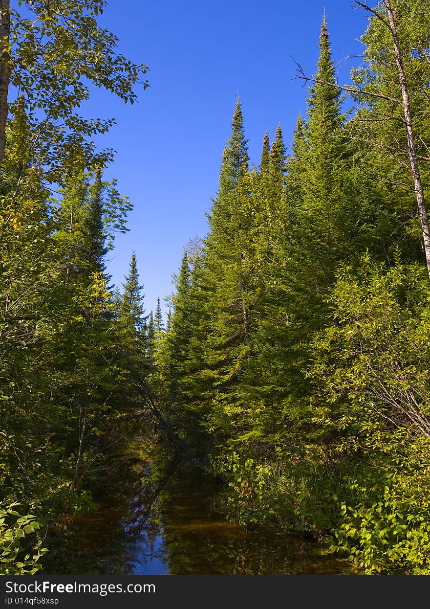 The Sax Zim bog wildlife habitat in the north woods of Minnesota