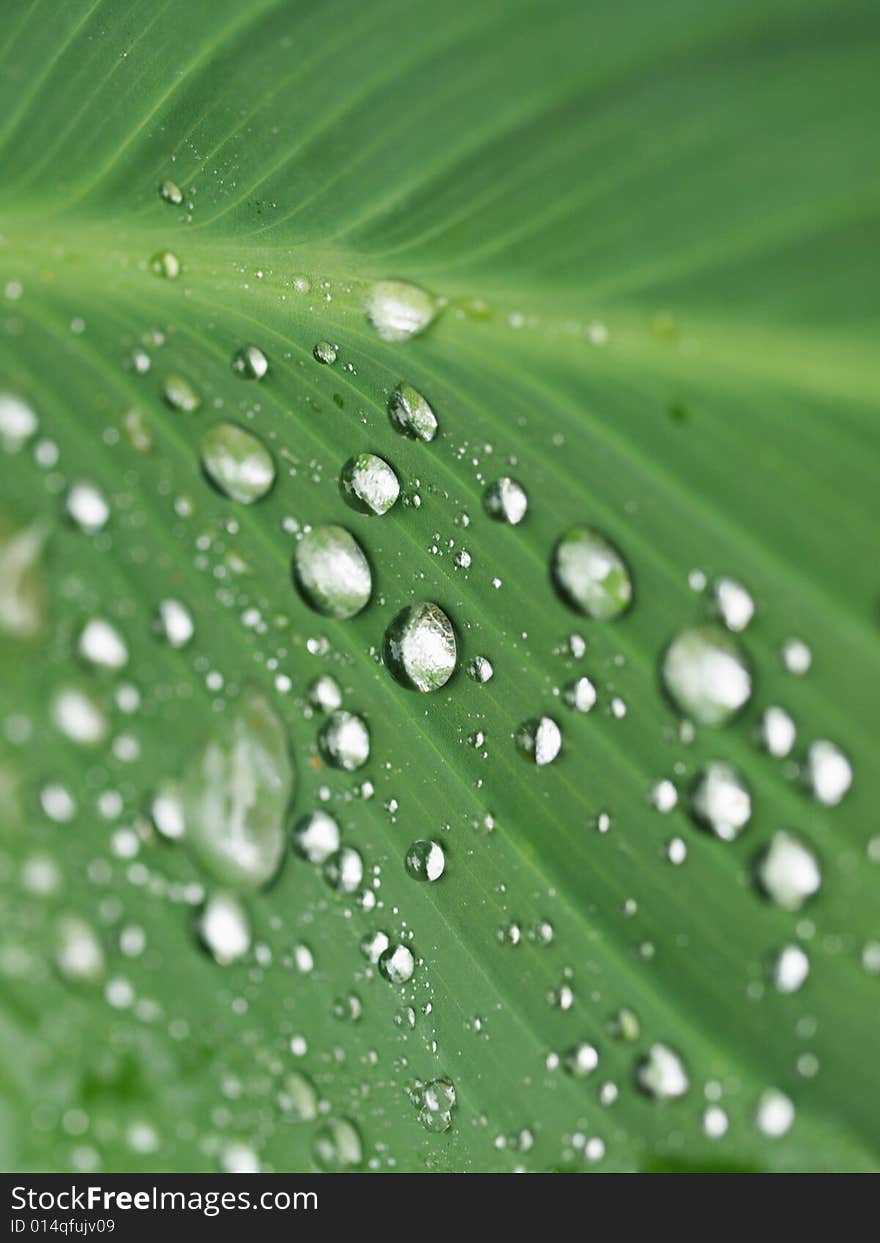 Droplets on leaf