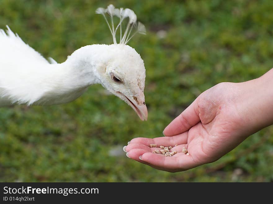 White Peacock Eats From Human Arm