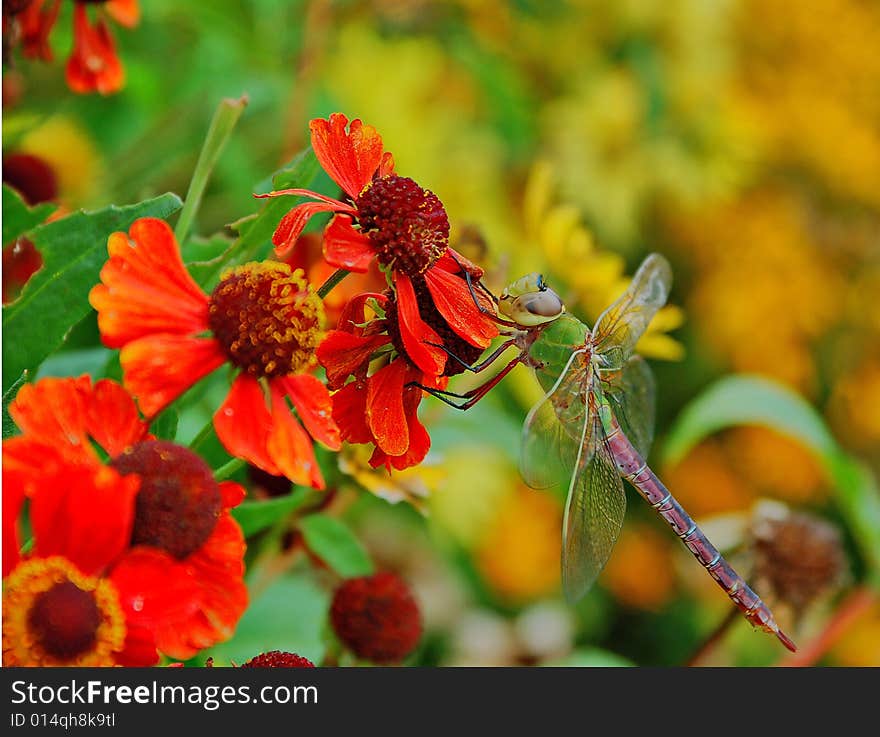 An image of a colorful dragonfly hovering over a flower. An image of a colorful dragonfly hovering over a flower.