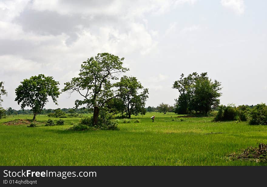 Rice paddy in cambodia asia