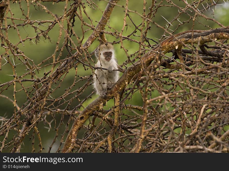 Baby vervet monkey peers out from behind an acacia tree. Baby vervet monkey peers out from behind an acacia tree