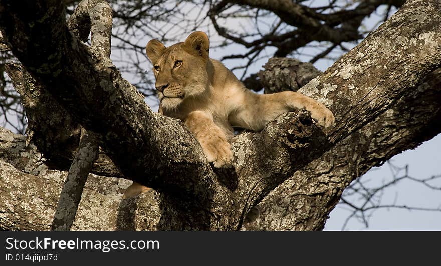 Lion looks into distance from a high tree vantage point. Lion looks into distance from a high tree vantage point