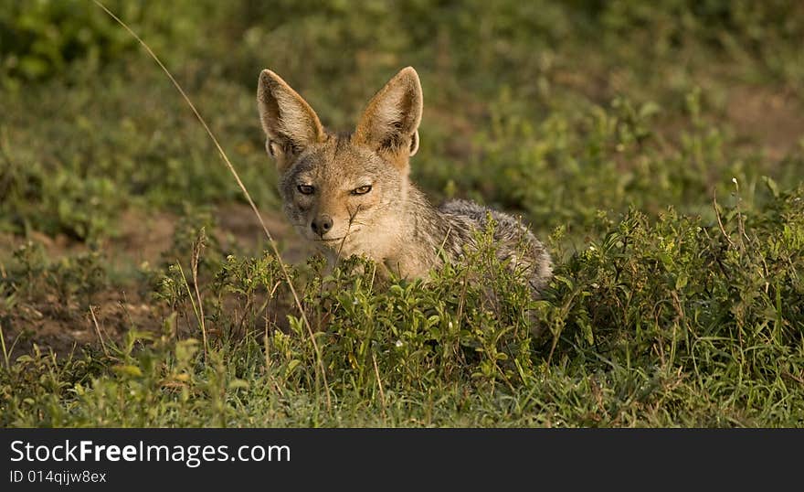 Silver back jackal squints into the sun on a beautiful Serengeti morning. Silver back jackal squints into the sun on a beautiful Serengeti morning