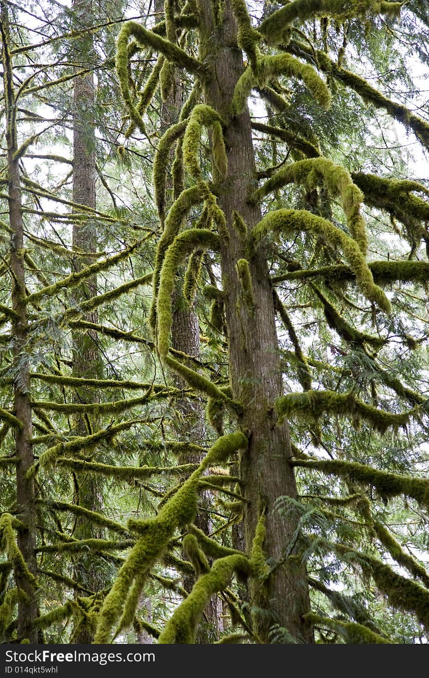 A forest of tall evergreens covered in moss in the morning fog. A forest of tall evergreens covered in moss in the morning fog