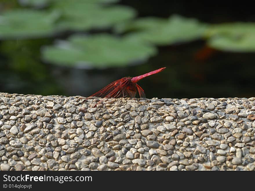 Red Dragonfly resting on a gravel surface