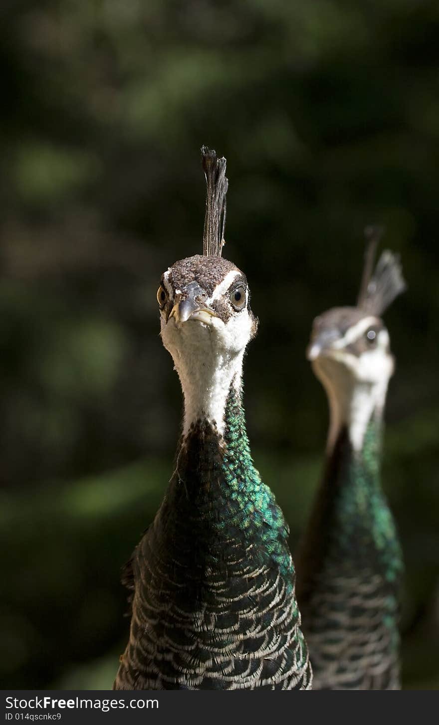 A pair of female peacocks, known as peahens, with their fancy topnotches and fabulous green neck feathers. Focus is on the front bird.