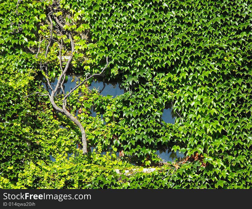 Ivy window