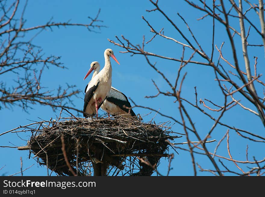 A stork standing in its nest, family of stork