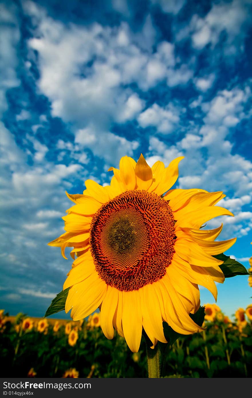 An image of yellow sunflower on dramatic background. An image of yellow sunflower on dramatic background