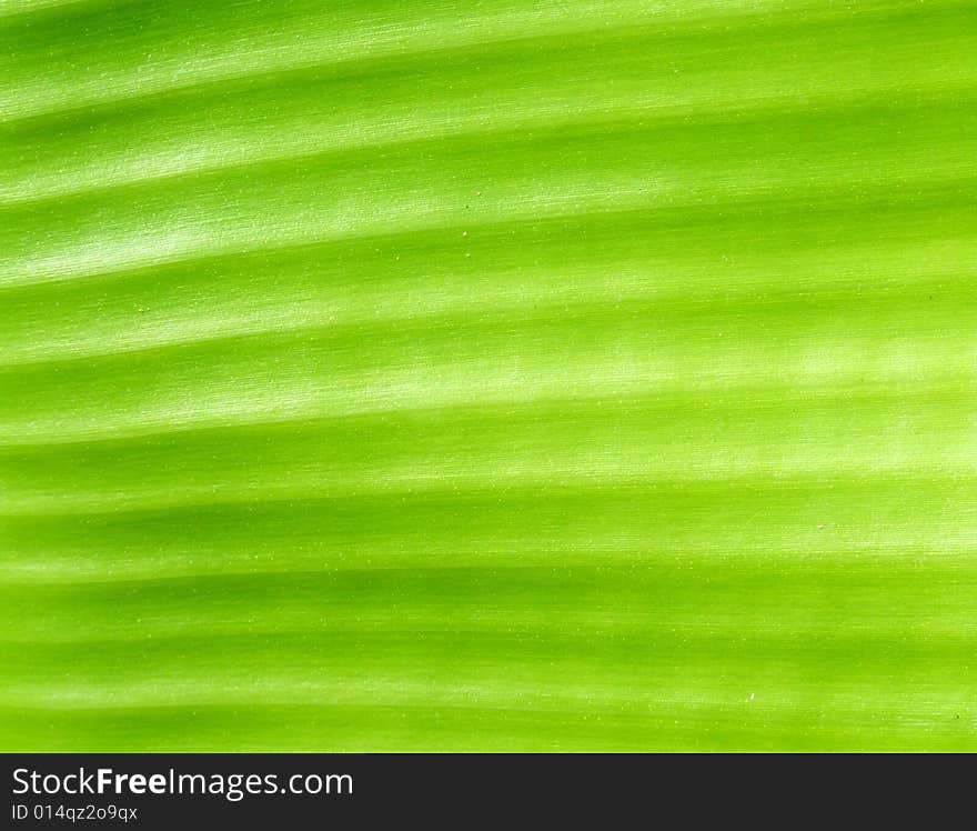 Close up of green leaf