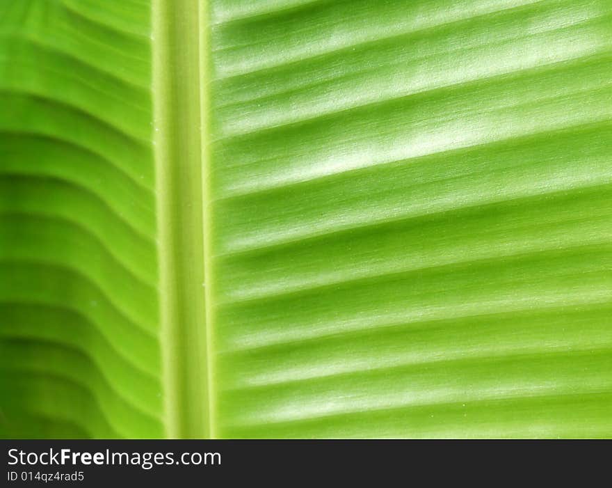 Close up of green leaf