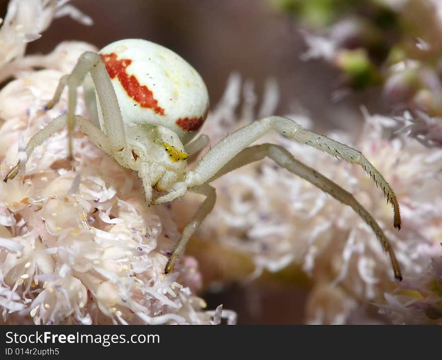 White spider close-up