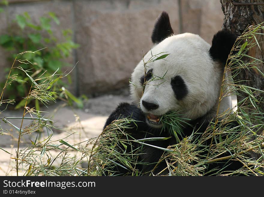 The panda of the mastication delicate bamboo