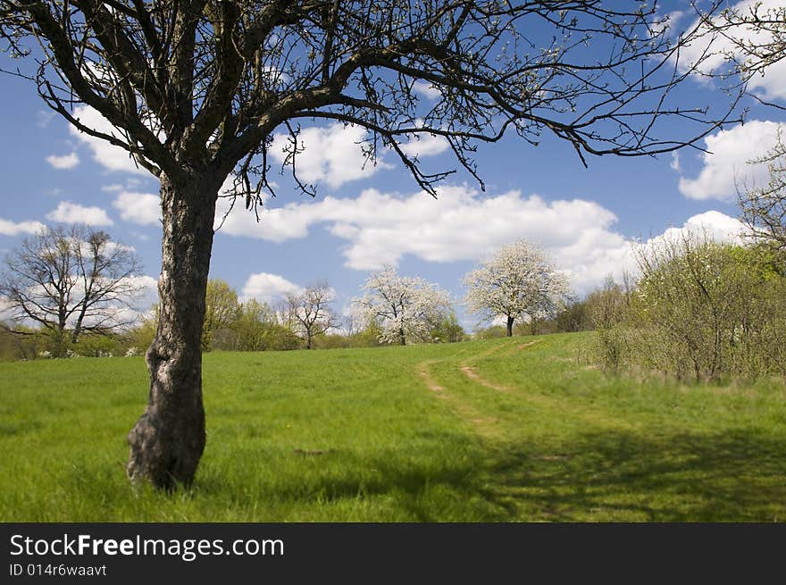 Cherry Tree In Blooming