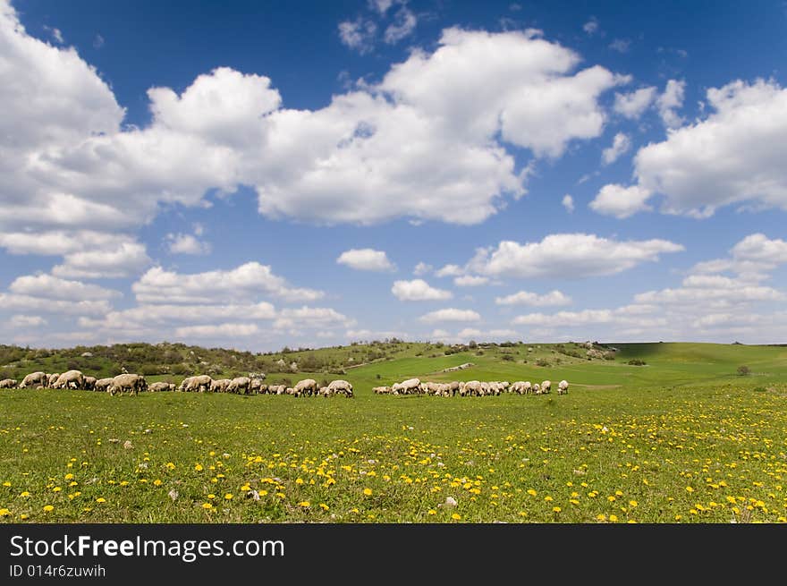 Sheeps on the grass-land