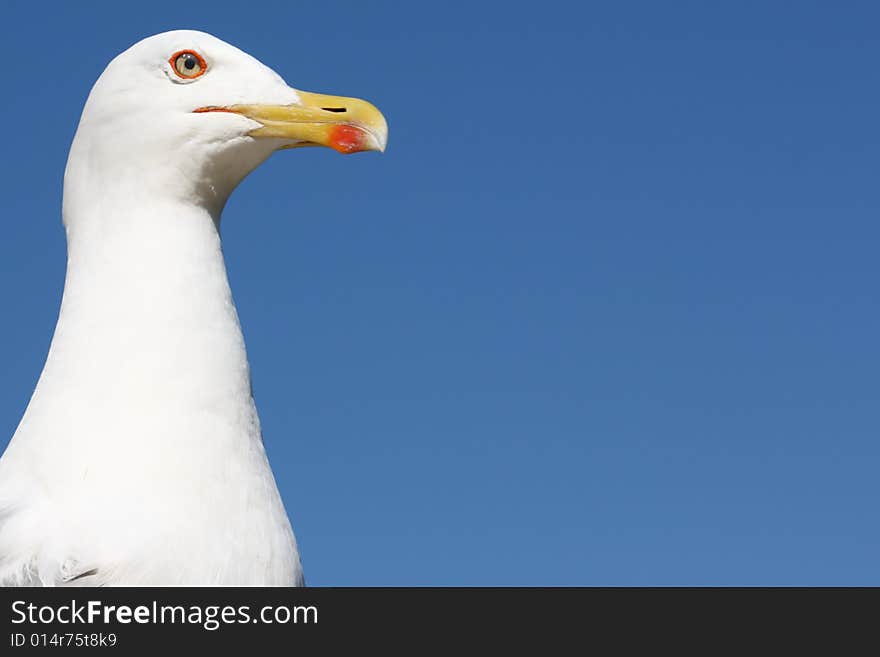 Sea-gull close-up photo