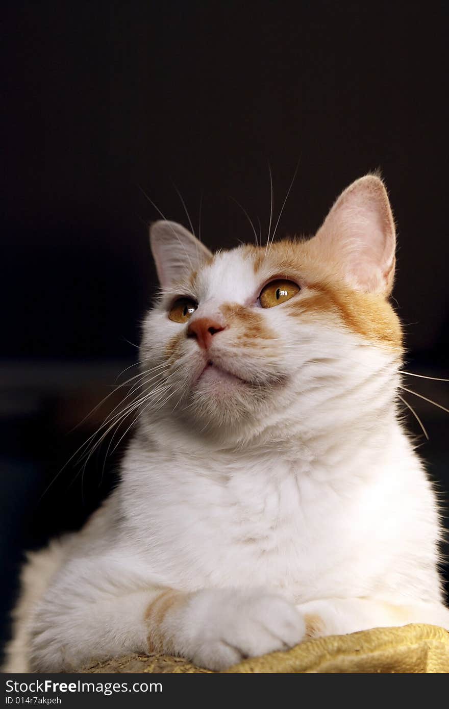 The lovely cat is looking at the scenery outside window. The lovely cat is looking at the scenery outside window.