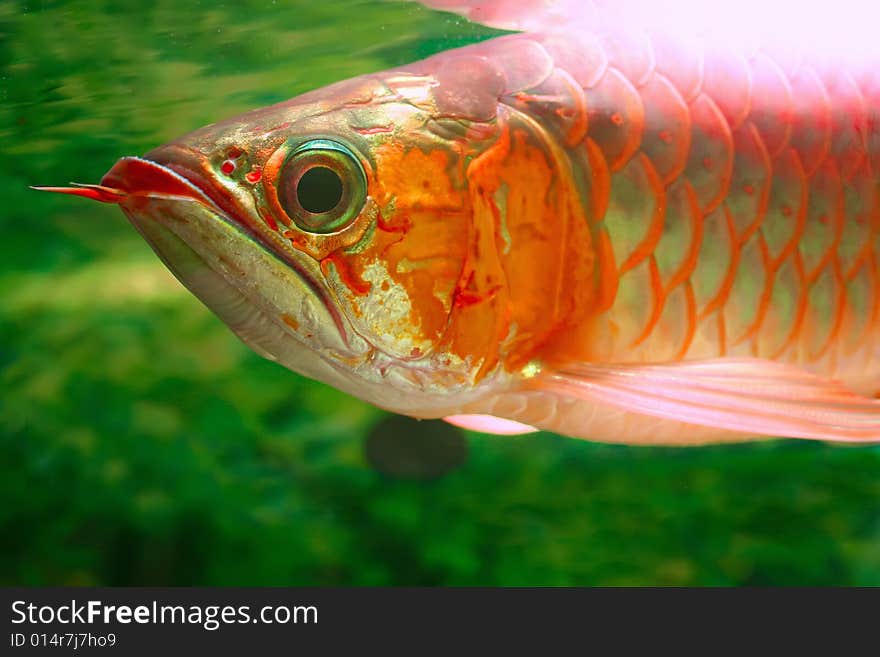 Arwana fish have many species, but this species is Super Red. Arwana fish have many species, but this species is Super Red.