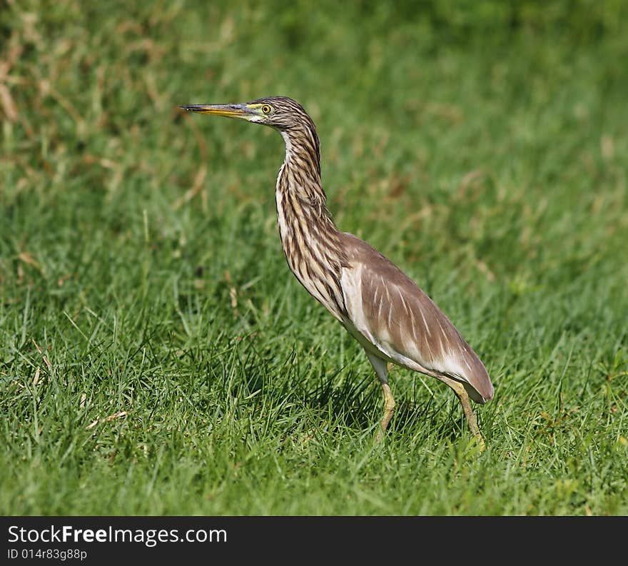 Indian pond heron